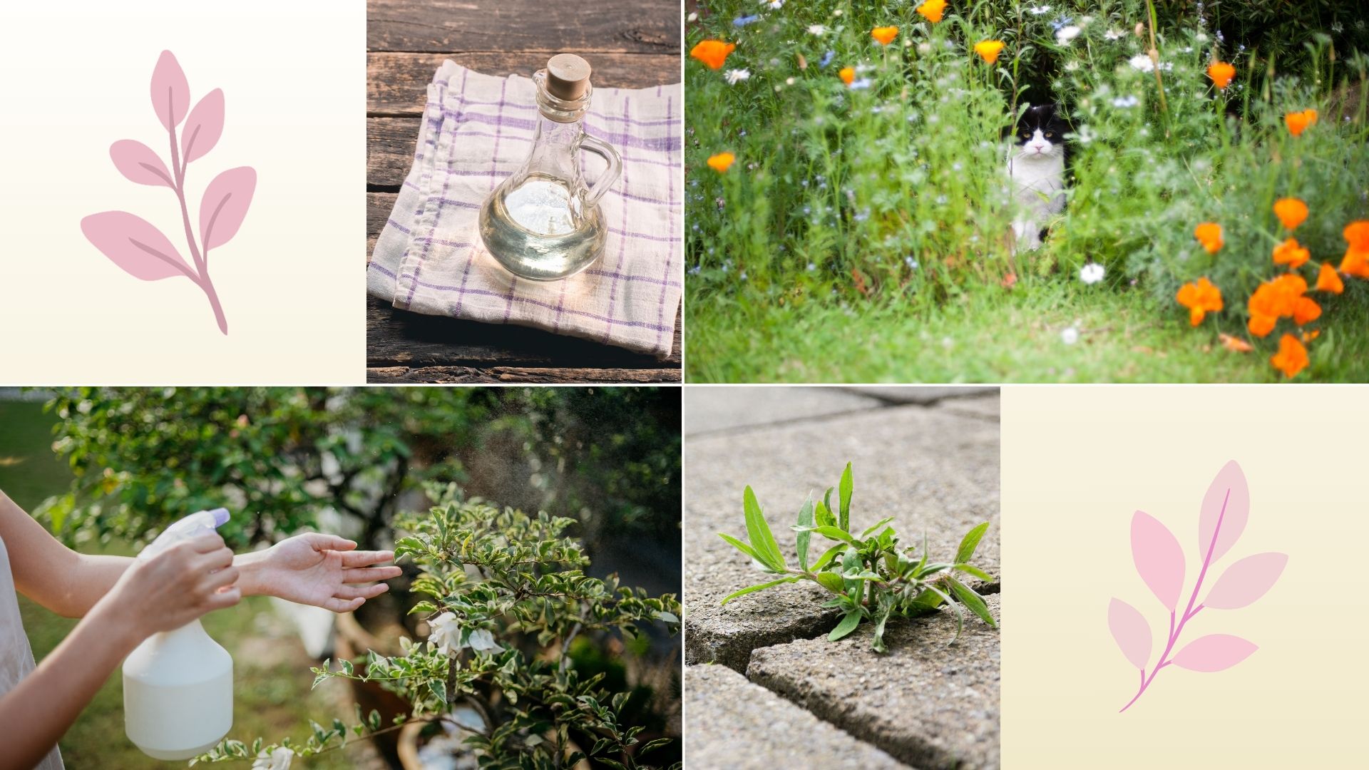 composite of white vinegar, cat in garden, woman spraying garden plants, weeds in pavement 