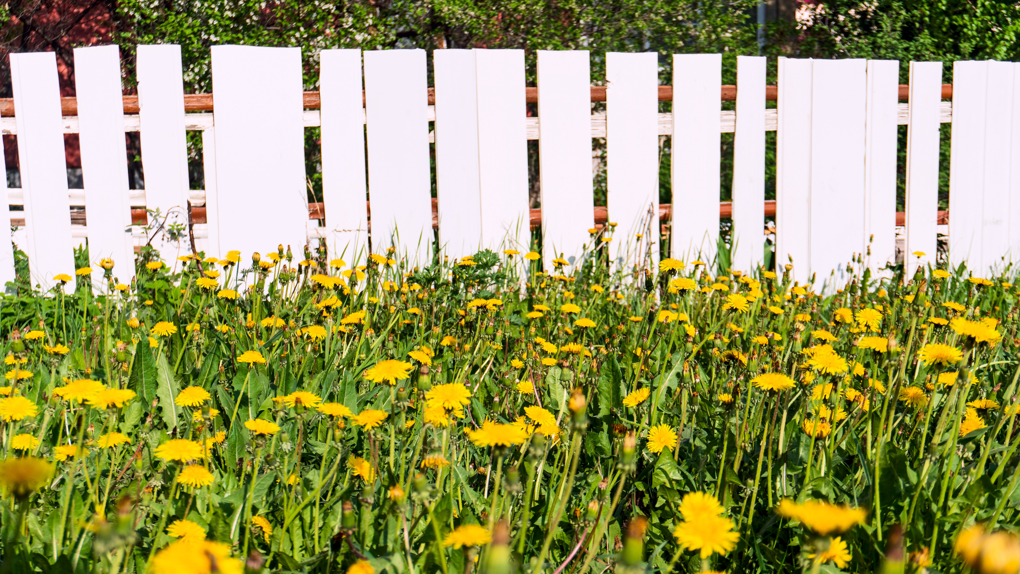 dandelions in front of white picket fence