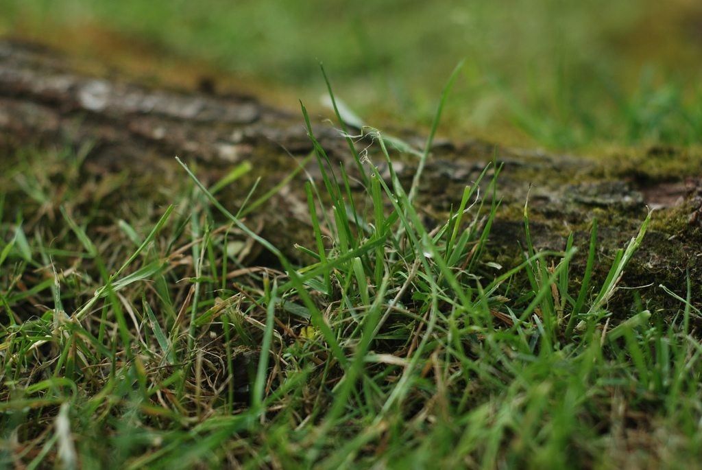 Bermuda Grass Control How To Get Rid Of Bermuda Grass Gardening Know How