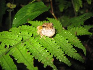 The Mientien tree frog is endemic to Taiwan.