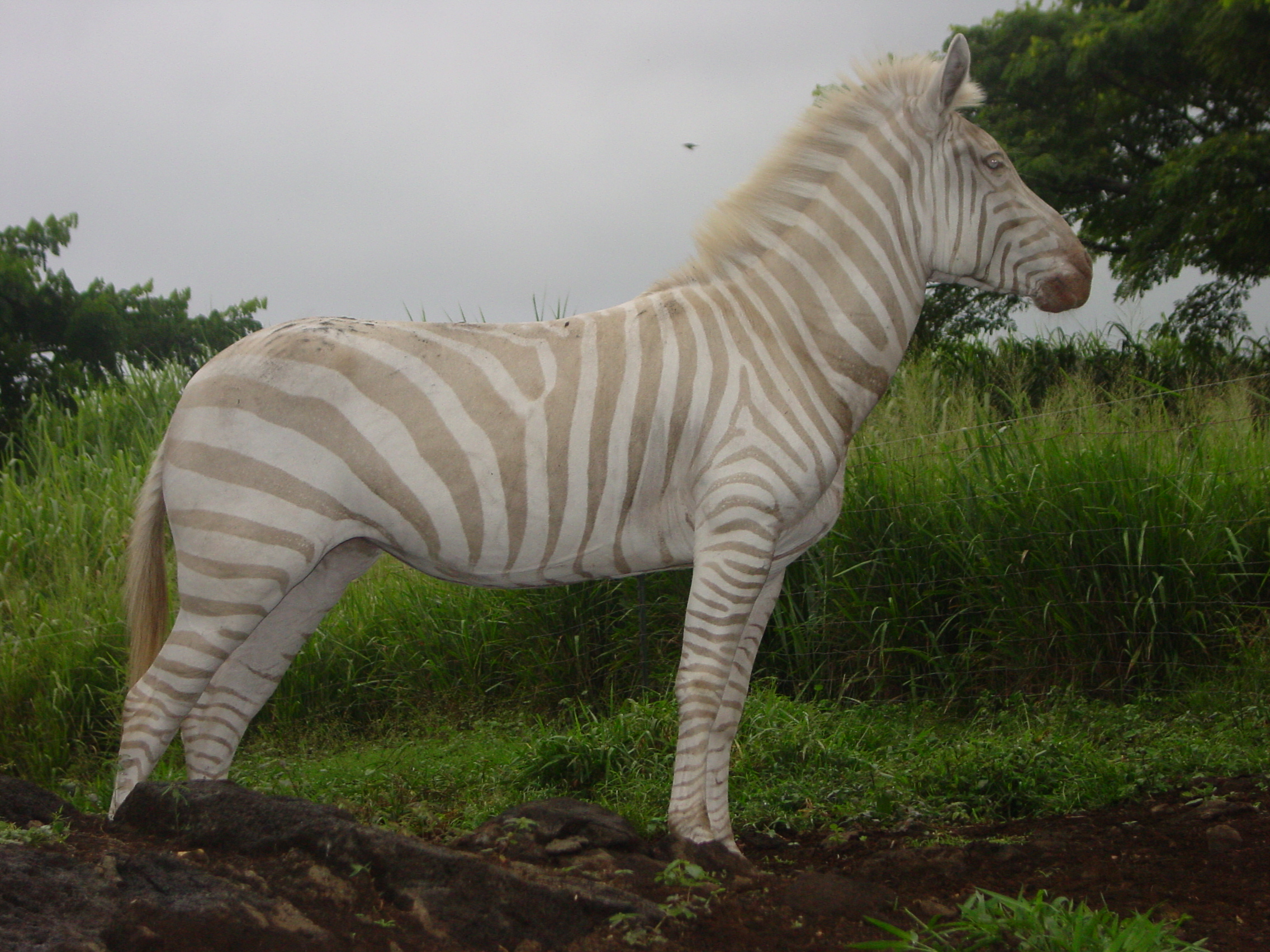 Rare Tan And White Striped Zebra Dies At Hawaiian Ranch Live Science