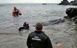 The young male sperm whale was found dead on February 27. An autopsy revealed 65 pounds of plastic in his stomach.