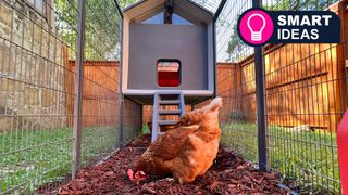Smart Ideas: Samrt Chicken Coop