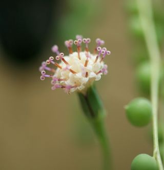 small white flower on a string of pearls plant