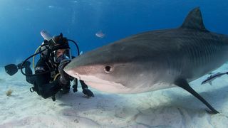 Director Eli Roth visits with a shark in his documentary, &quot;Fin.&quot;