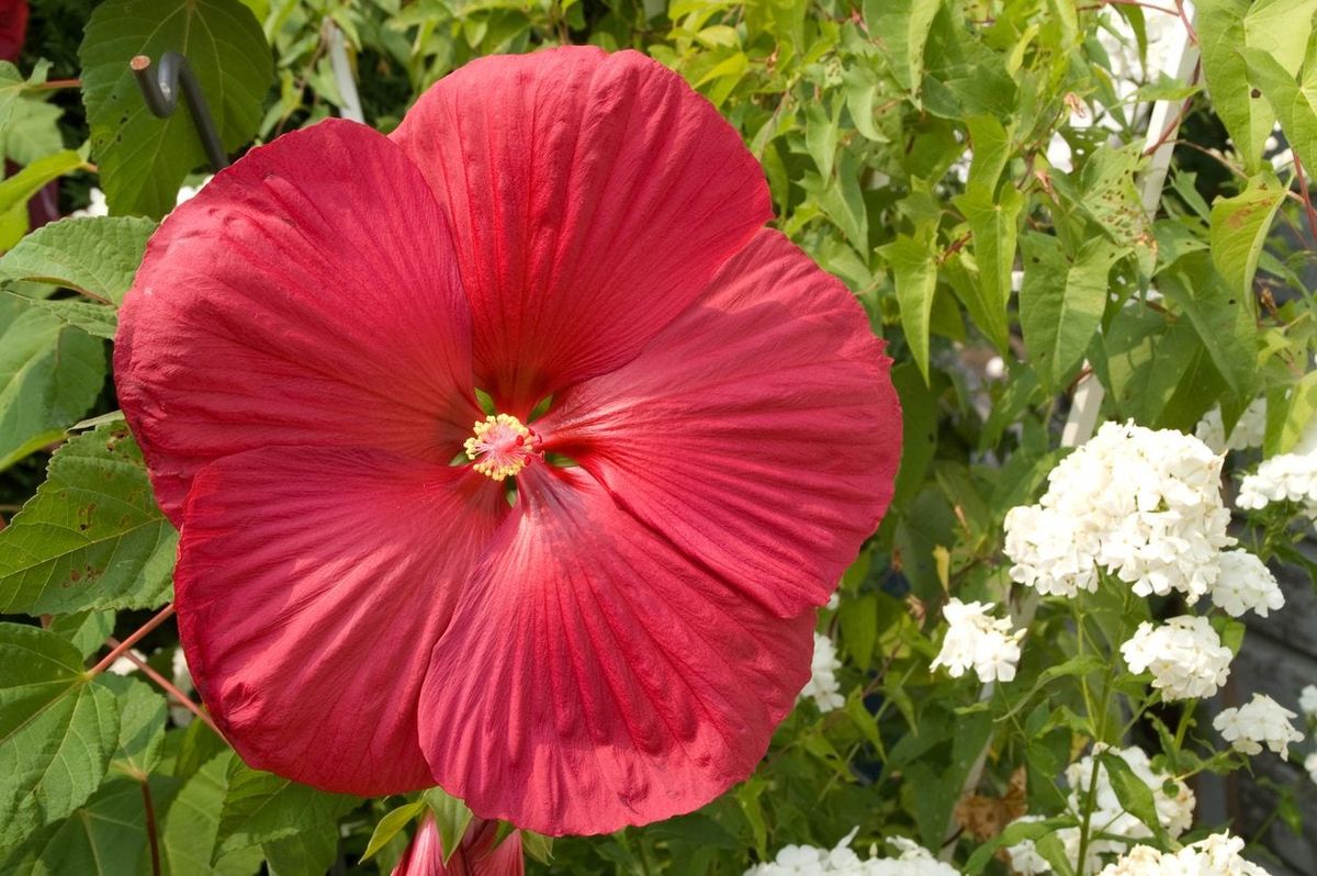 White Bone China Hibiscus Flower Wall & Table Décor