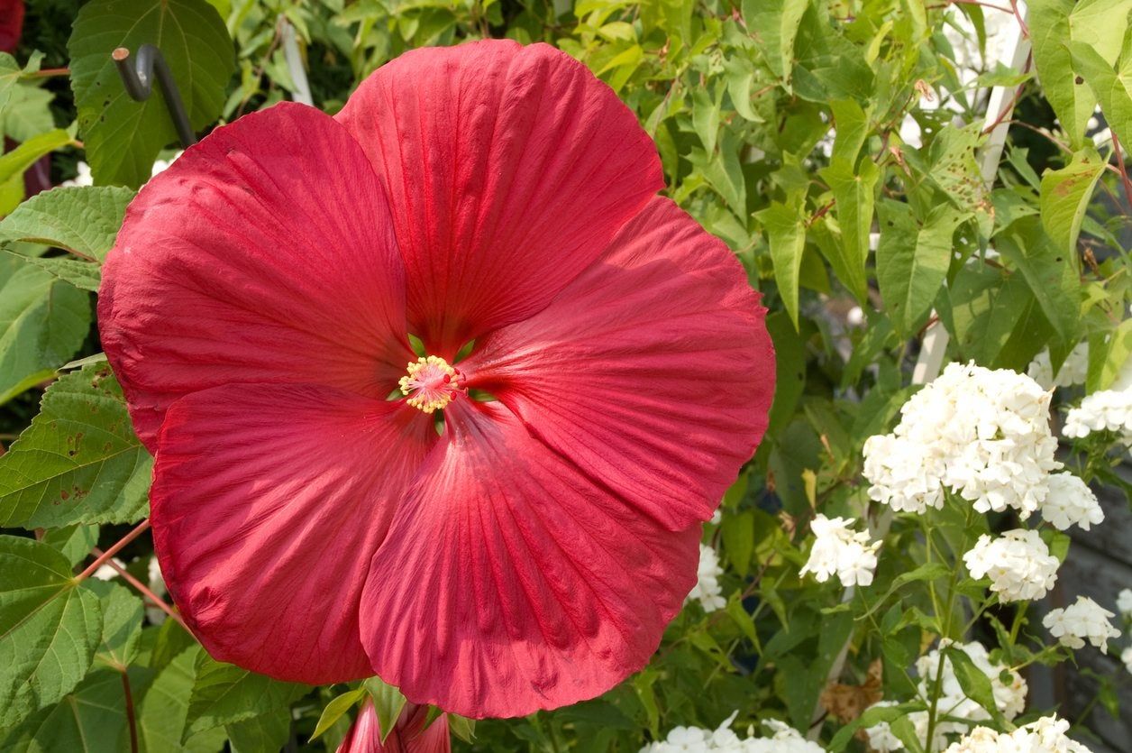 Red Hibiscus Flower