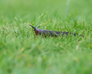slug in grass