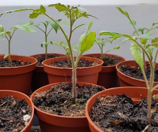A selection of tomato plants potted up into individual pots