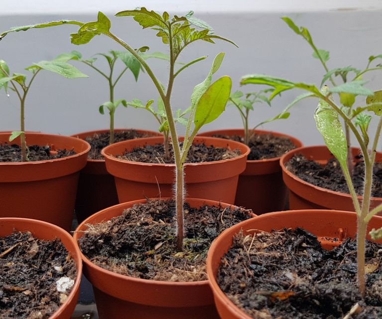 When to transplant tomato seedlings: expert timing tips | Homes & Gardens