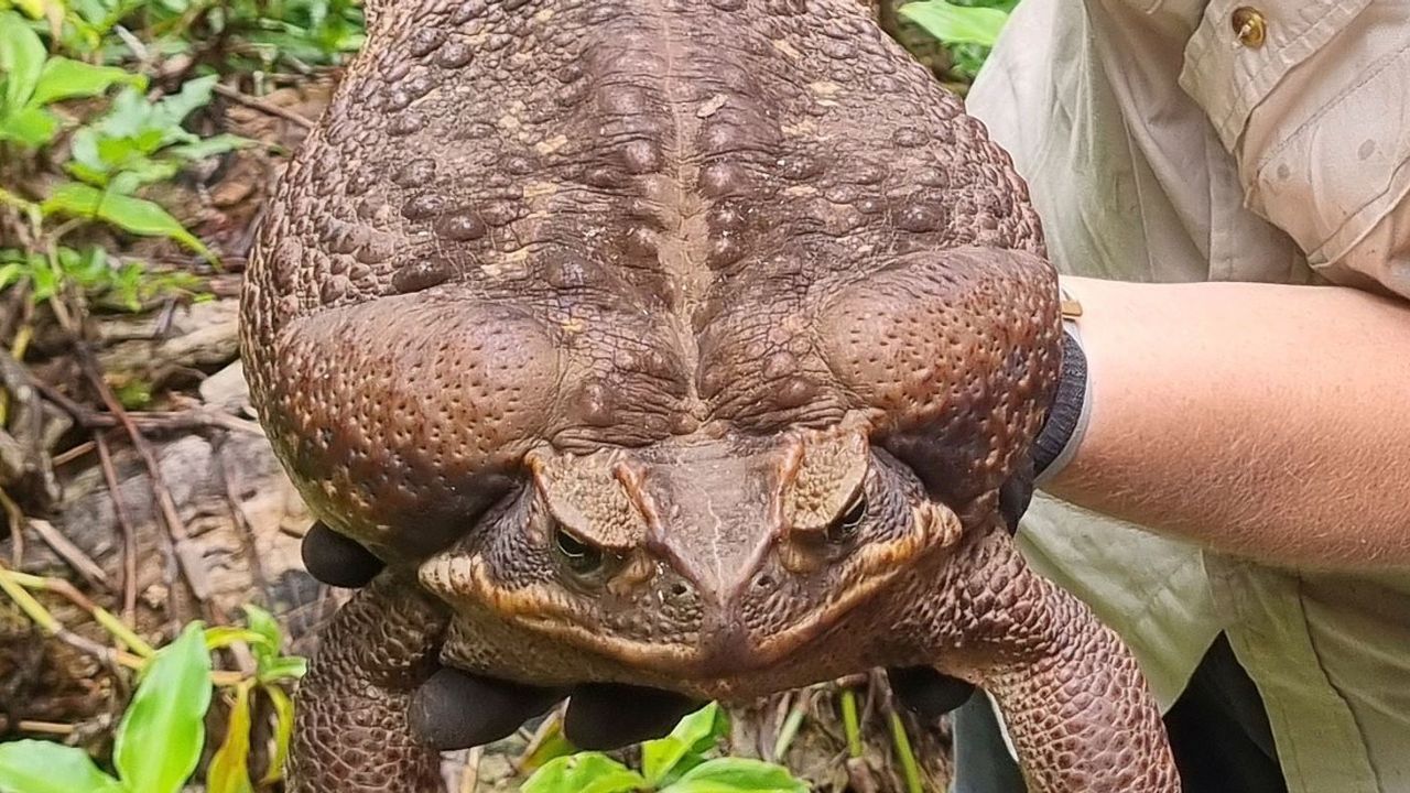 Toadzilla the cane toad