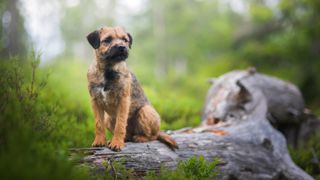 Border terrier sitting on tree stump