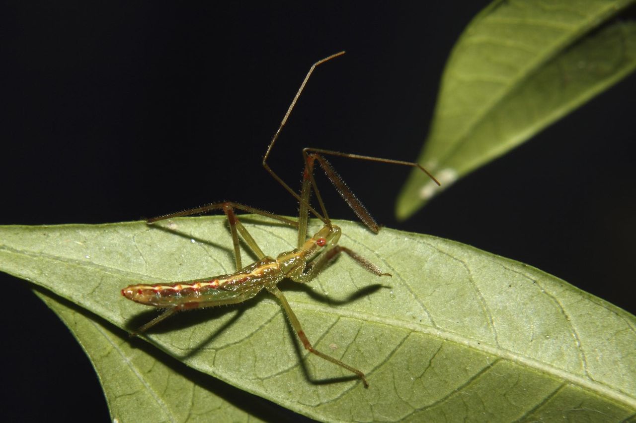 assassin bug larva