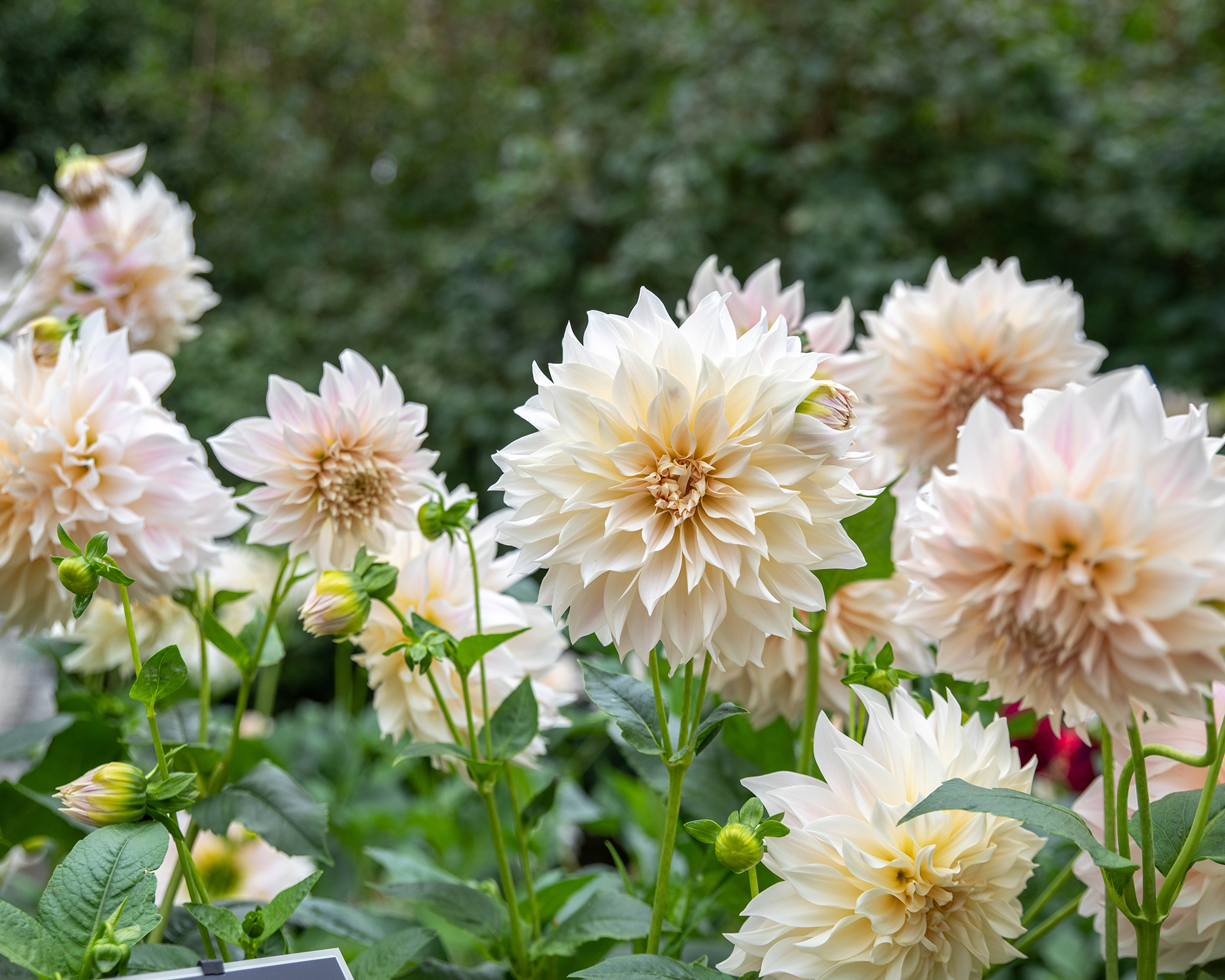Cafe au Lait Royal dahlia flowers