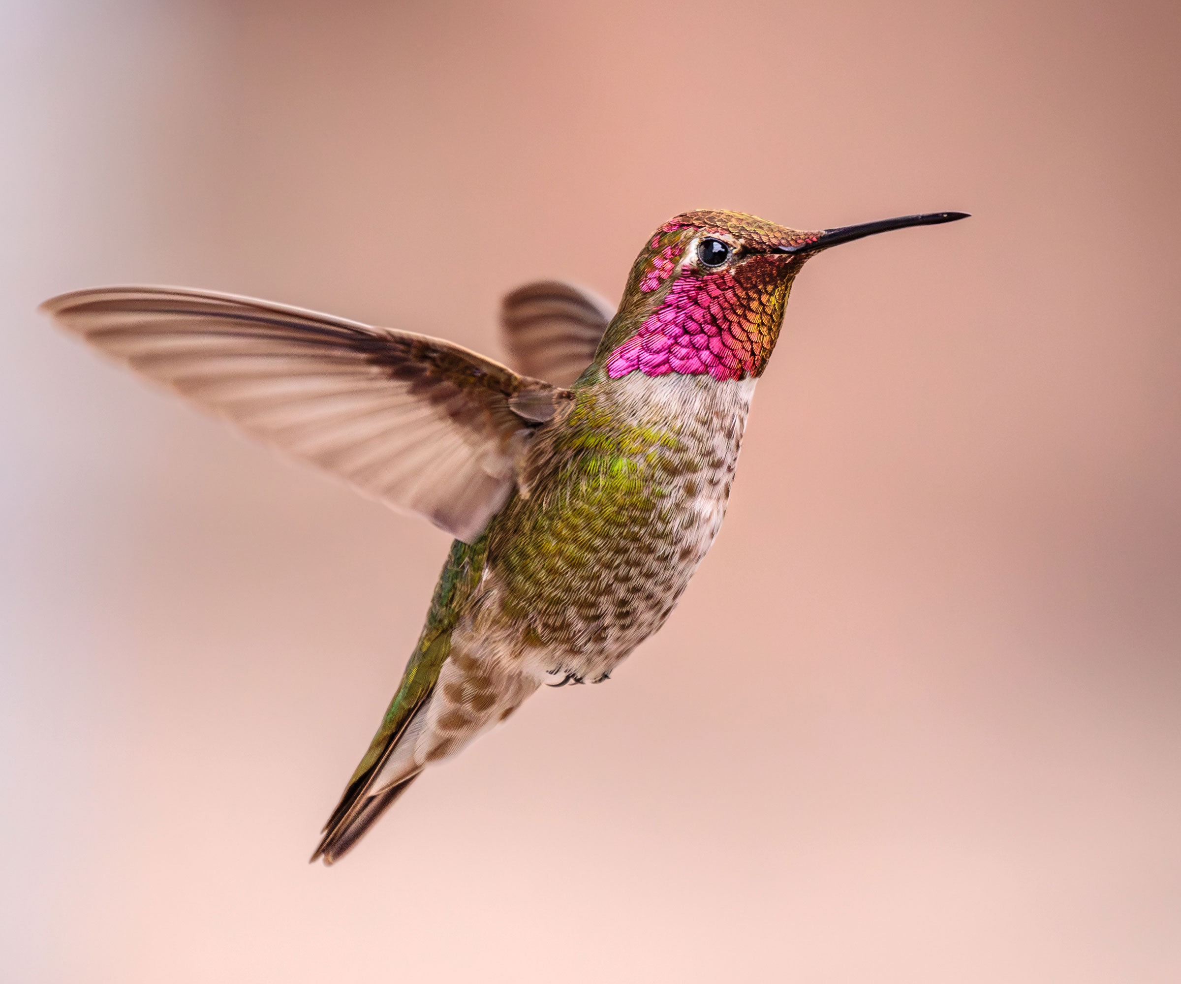 hummingbird flying in garden