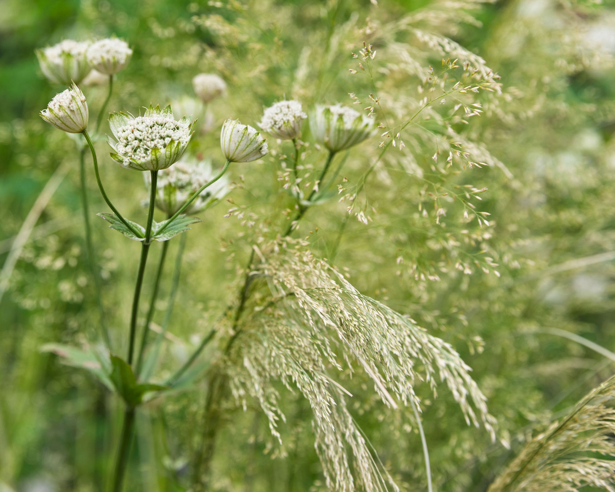 naturalistic planting design with ornamental grasses and astrantia flowers
