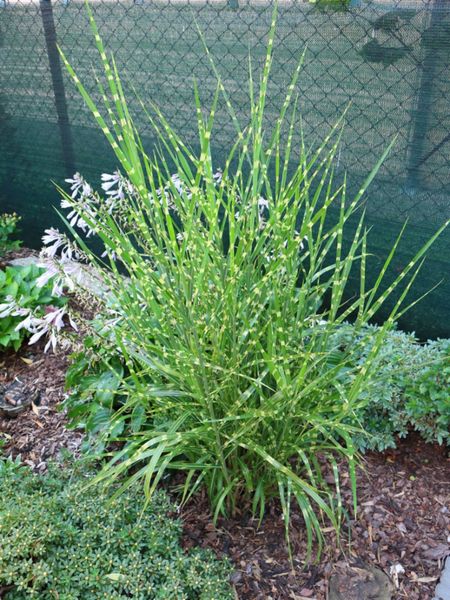 Ornamental Porcupine Grass