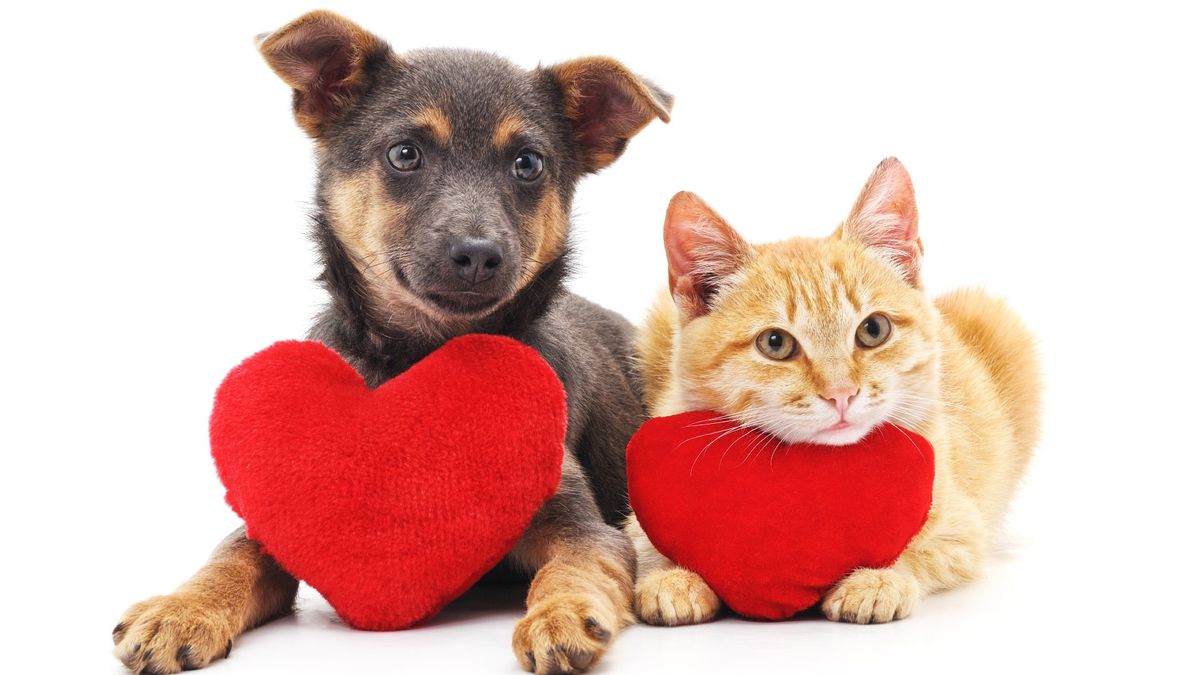 Cat and dog with red hearts isolated on white background.