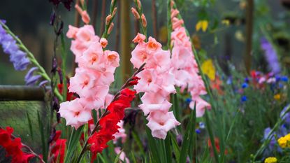 Detail, close up of Gladioli flowers covered in morning dew