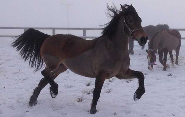 Horses in the snow