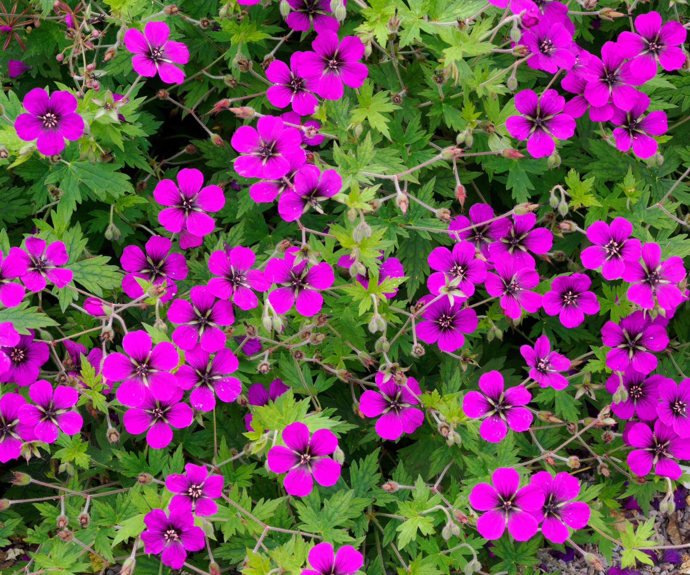 bright pink hardy geraniums on plants