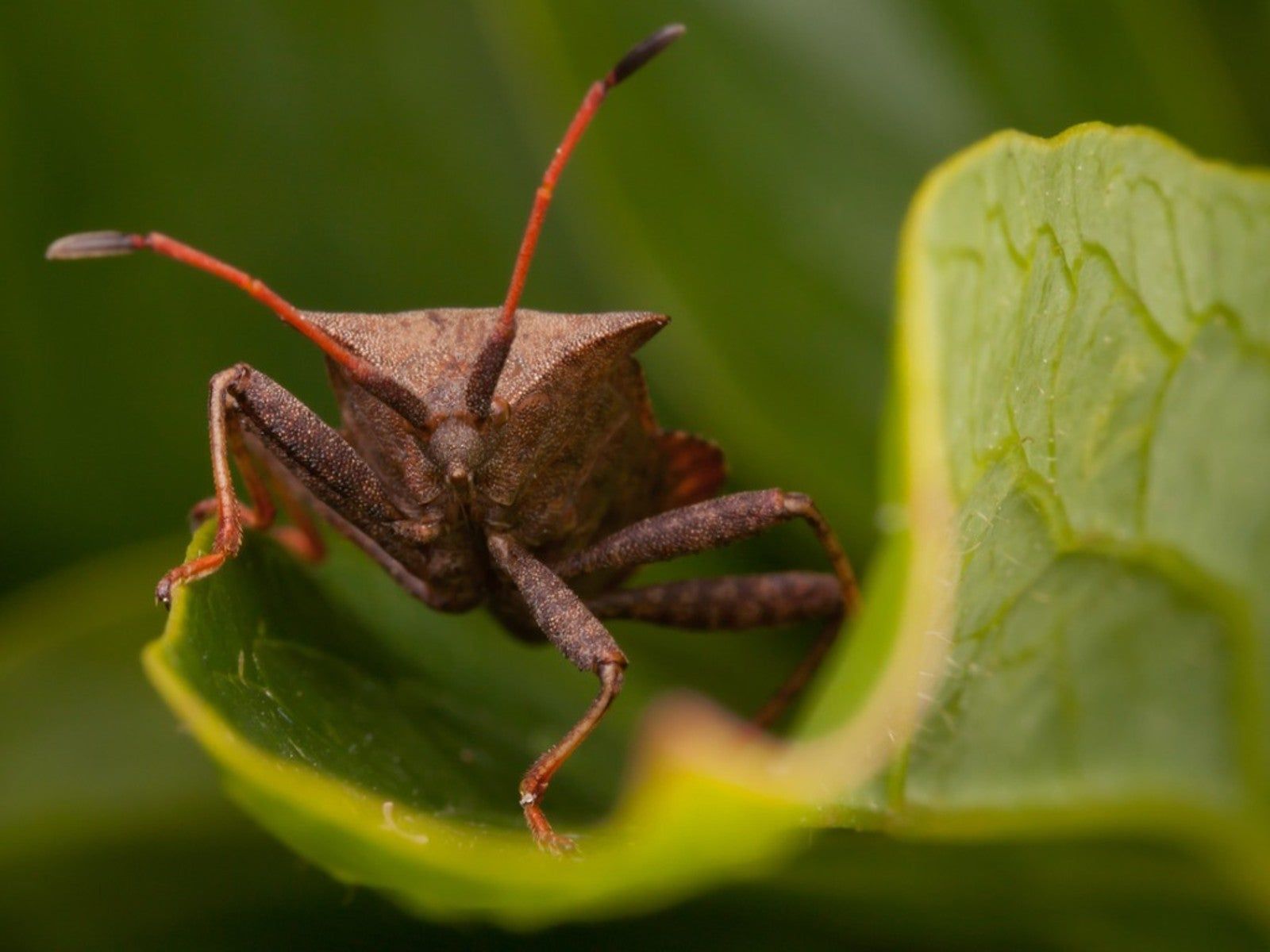Grow These Plants That Deter Squash Bugs Gardening Know How