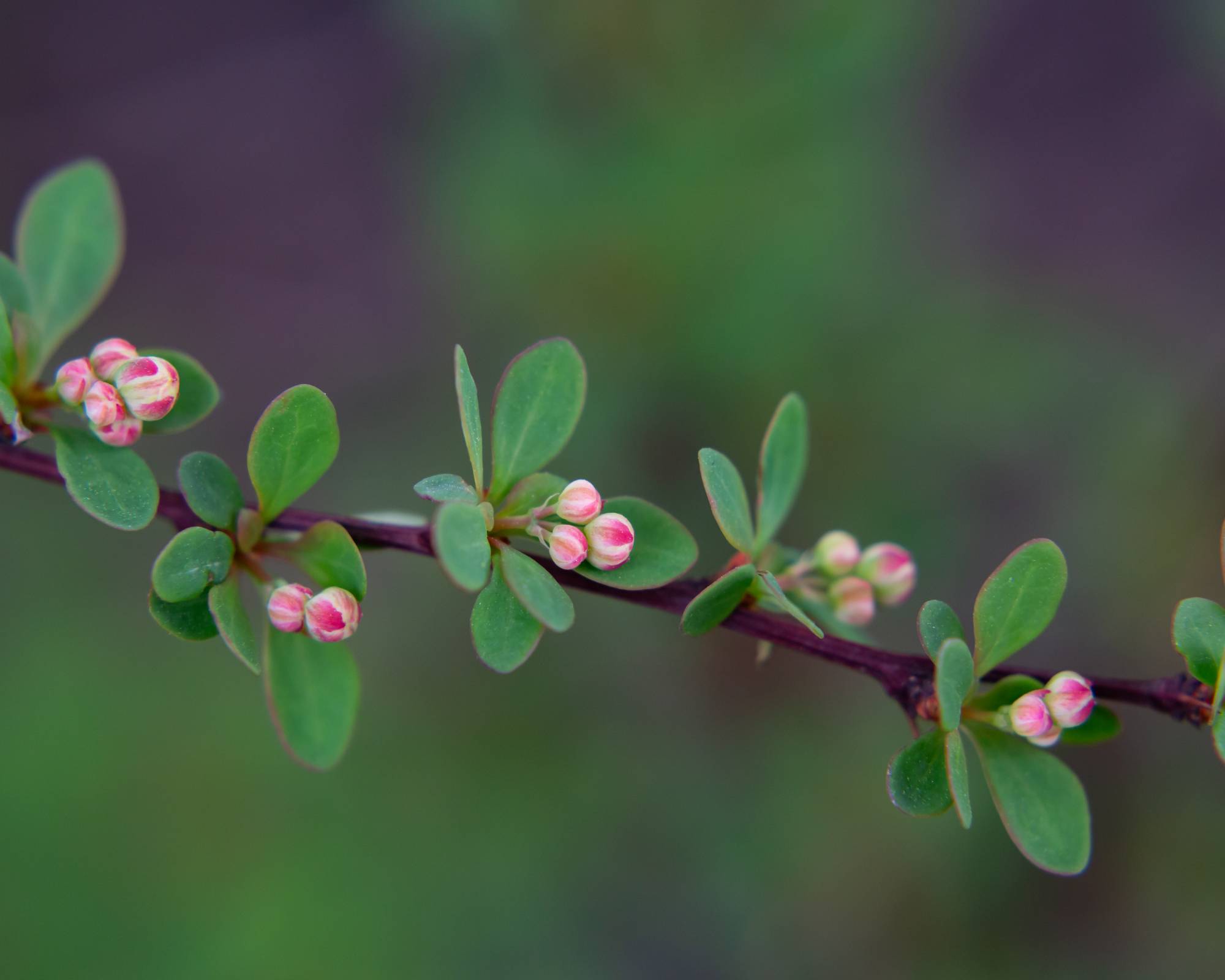 Buds on Japanese barberry shrub
