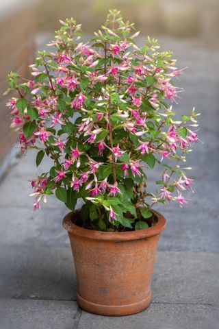 A terracotta planter with pink fuchsia flowers