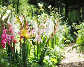 gladioli in garden