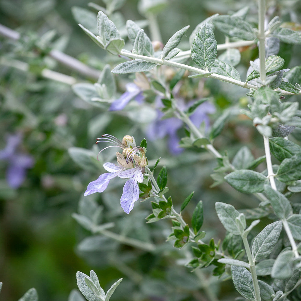 Teucrium Fruticans - 1 X 2 Litre Pot