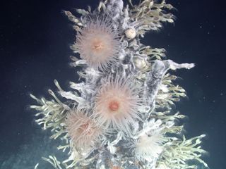 Anemones and barnacles at Antarctic deep-sea vents.