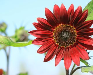 helianthus 'Red Sun' sunflower