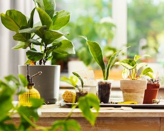 Houseplants on wooden island counter in the kitchen