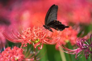 A butterfly perched on a spider lily