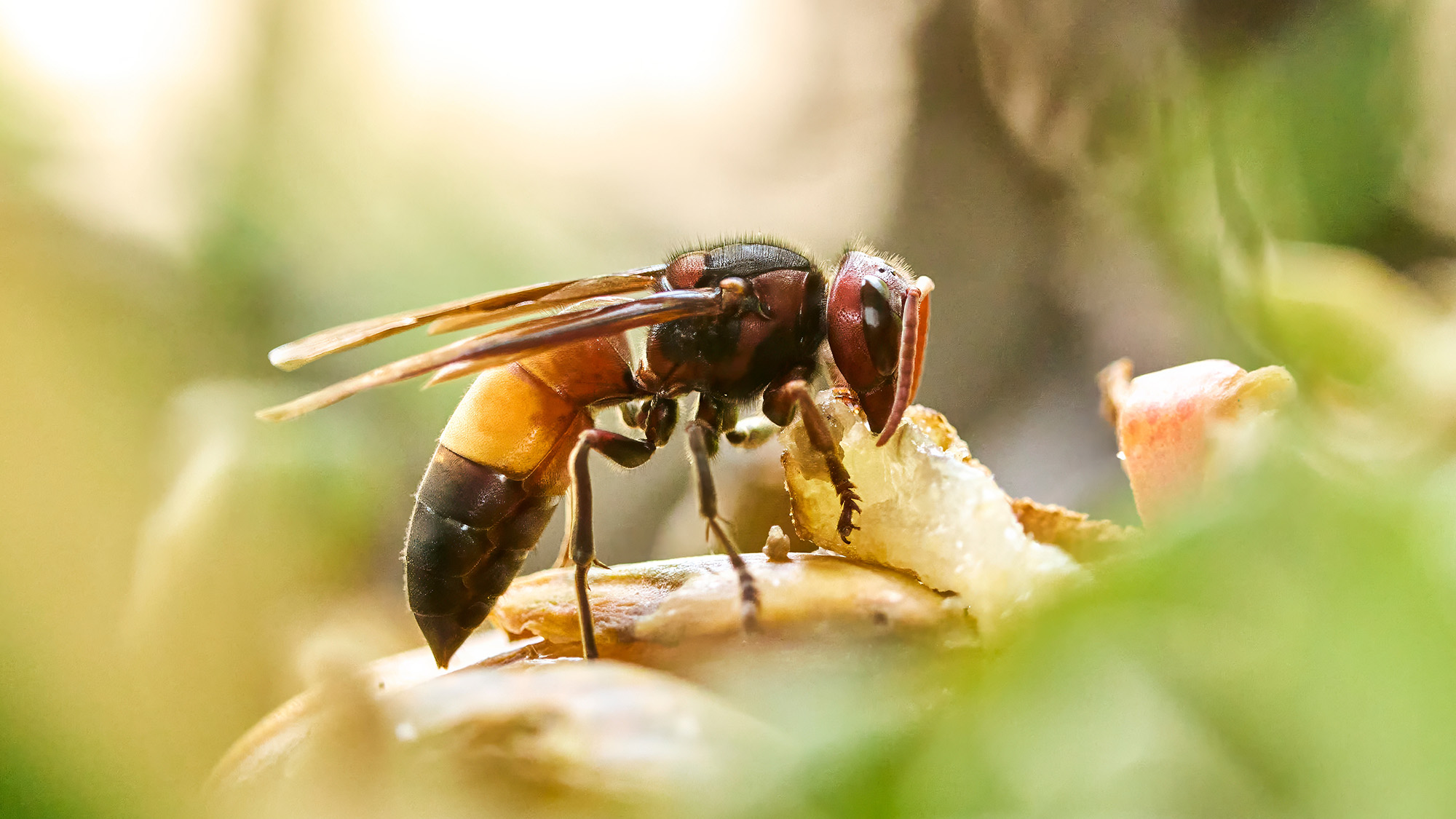 Yellow-legged hornet