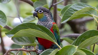 Crimson-Bellied Conure