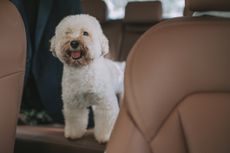 White dog standing in backseat of car. 