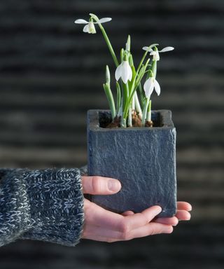 snowdrops in container hands