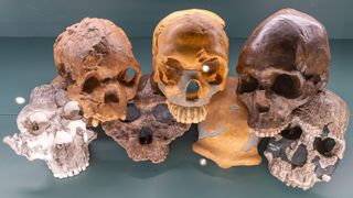 A picture of Skulls of Ancient Humans at the Natural History Museum of Oslo.