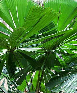 Mexican fan palm tree