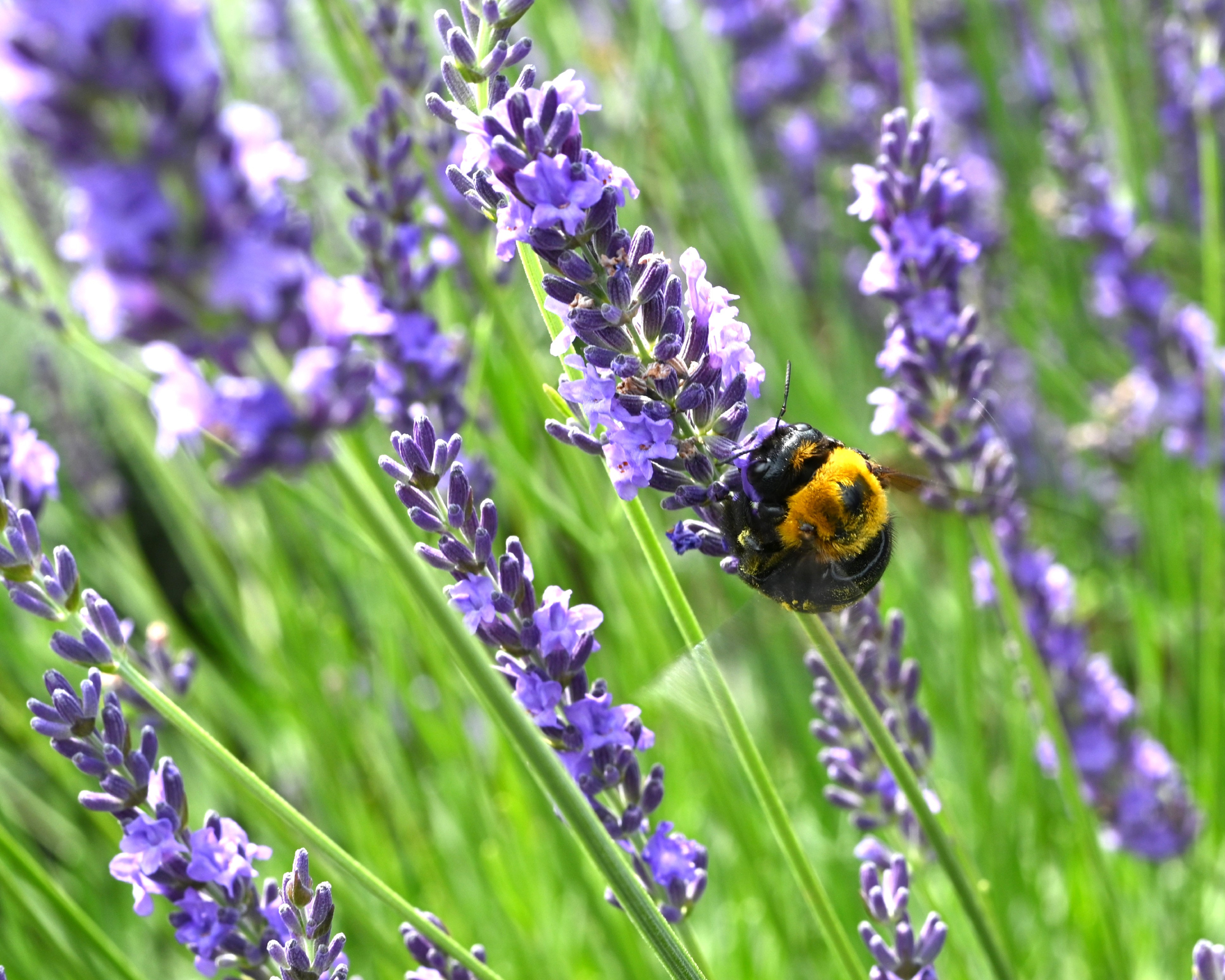 Bumblebee on lavender grosso