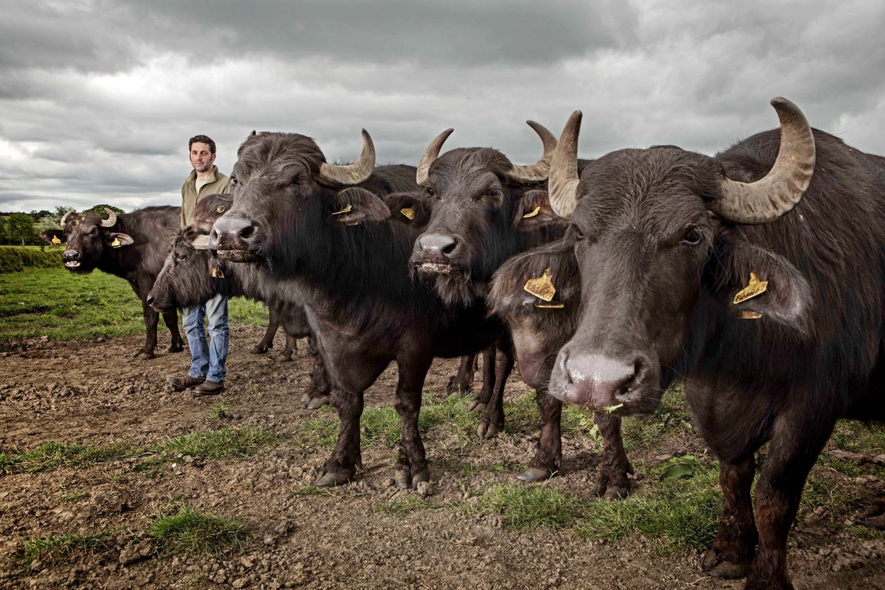 Napton Farm&#039;s water buffalo with farmer James Hill who has been on the farm since he was three years old. Photograph: Richard Cannon/Country Life Picture Library