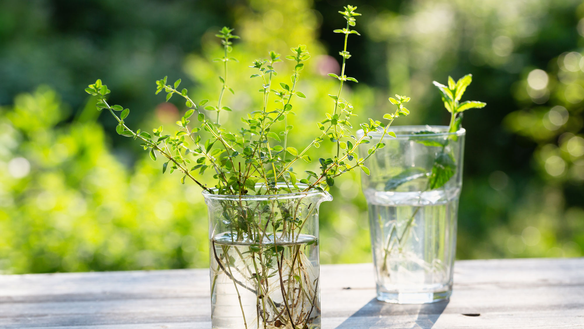 thyme and mint cuttings rooting in glasses of water on garden table