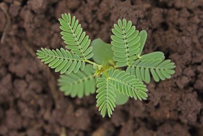 Planted Acacia Cutting