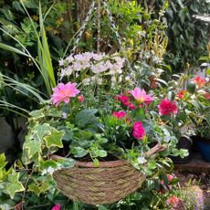 hanging basket