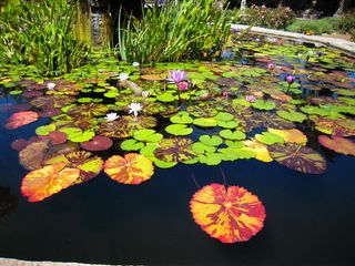 Water lillies on a pond at the Mission San Juan de Capistrano in San Juan Capistrano, California.