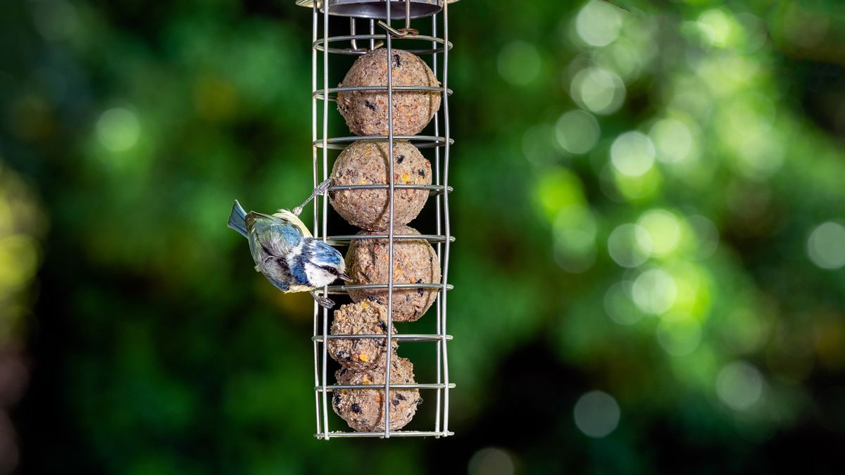 back garden bird photography