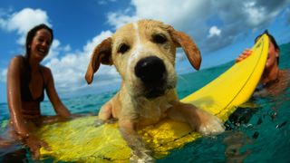 Dog on surfboard in sea