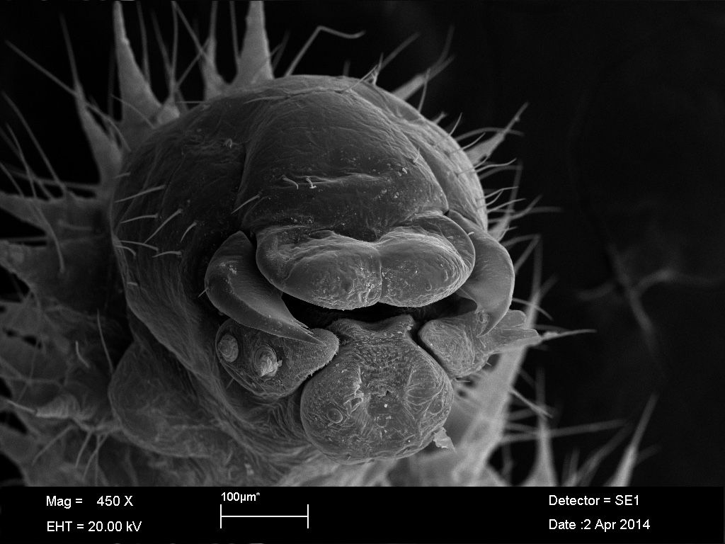 The head and mouthparts of a trap-jaw ant in the second stage of larval development. 