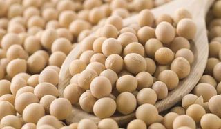 soy-beans-101109-02